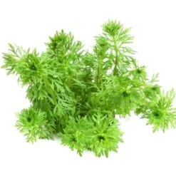 DENNERLE Wasserpflanzen-Set "100 L Basic" 22 DENNERLE Wasserpflanzen-Set "100 L Basic" -Haustier Lieferungen Verkauf 0205ffc5da597930c66c18d5922dd722706ff4e7 a47b74ae5710ca485c464947113836fec14cd856