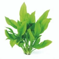 DENNERLE Wasserpflanzen-Set "100 L Basic" 19 DENNERLE Wasserpflanzen-Set "100 L Basic" -Haustier Lieferungen Verkauf 02b8f359ae623b73f64060ae2ce1756b73f4625c 1c6a3f43a83e405eff9db3a1d8b1c059c35c0ca8