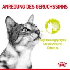 ROYAL CANIN SENSORY Smell In Soße Für Wählerische Katzen 12x85g 10 ROYAL CANIN SENSORY Smell In Soße Für Wählerische Katzen 12x85g -Haustier Lieferungen Verkauf 02cdf3a6e80ee68ec9d8660fd85c0c9174b58040 009166fdc0e6014b1e29d8b7fe2e50ef65d2ceb1