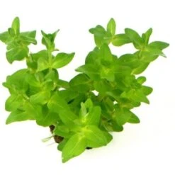 DENNERLE Wasserpflanzen-Set "60L Mix Start" -Haustier Lieferungen Verkauf 058f4a4316c561c1233adab9e0f2c981986e1f61 f60da8e6fa2695fb6e0846760b83c355b3219be9