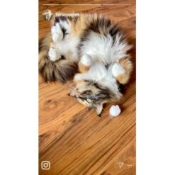 Kater Kasimir Premium Katzenminze, 60g Vorratspack (getrocknet, Geschnitten Und Gesiebt) -Haustier Lieferungen Verkauf 0a8ae32e60664223a1beefc94e9ac56208606b87 1408153 de DE adc4a873272fd6b5f96f57d3a5134693bfc5f272qXbFbT