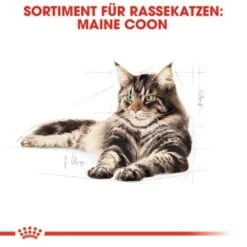 ROYAL CANIN Maine Coon Adult 10 Kg -Haustier Lieferungen Verkauf 0dcdda8125bffac6c60d8bc613414dd3e537f3f9 4a409b86bb290f85c8a45c0d5080bc56aabf2ae3