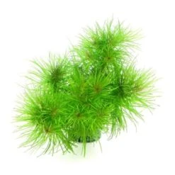 DENNERLE Wasserpflanzen-Set "100 L Basic" 24 DENNERLE Wasserpflanzen-Set "100 L Basic" -Haustier Lieferungen Verkauf 110db7ee7a11adc40a630520f0473d1f57735a7d 1322330 de DE dennerle wasserpflanzen set wb