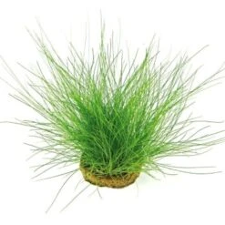 DENNERLE Wasserpflanzen-Set "100 L Basic" 20 DENNERLE Wasserpflanzen-Set "100 L Basic" -Haustier Lieferungen Verkauf 1598b356910b8ccbf55e2826552e83c3c67e2cd6 10bb1b968d4c5791d1dffef55eca116f9b3a13f0