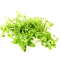 DENNERLE Wasserpflanzen-Set "80L Basic" 18 DENNERLE Wasserpflanzen-Set "80L Basic" -Haustier Lieferungen Verkauf 242fffd2e66c7dd4022a5b29d3eb88a62c0eeac3 2c40e0a9741f7d5799d4cf8683f816dbe6584a43