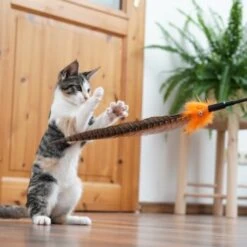 Schlitzohr Federwedel Birdy 3er Pack 18 Schlitzohr Federwedel Birdy 3er Pack -Haustier Lieferungen Verkauf 2e08cedc855b4fe4d22372cc22f48cef3188be3c 1659562 de DE 4a8ba2ccf79071630769db1080a8b14fba93fcb3EKX8X8