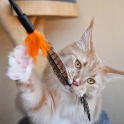 Schlitzohr Federwedel Birdy 3er Pack 13 Schlitzohr Federwedel Birdy 3er Pack -Haustier Lieferungen Verkauf 336e0223c1692fb238d18bdbafa6b6b679f93eb9 1659562 de DE 2619e028892cc2c573f5eb259c0182f9f41cbc07EWdGfc