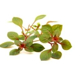 DENNERLE Wasserpflanzen-Set "100 L Basic" 23 DENNERLE Wasserpflanzen-Set "100 L Basic" -Haustier Lieferungen Verkauf 337595eeae09ab2d806d714cd42e085eb4322c4b 3604e2dc19b7ac14d5537c3df07cdfcd9c7b5684