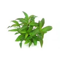 DENNERLE Wasserpflanzen-Set "60L Mix Basic" -Haustier Lieferungen Verkauf 40504fda59cd261307e976c633306abe5f8a4548 e2a9a1c09fcdeb43649a626f20e60fd764afa714