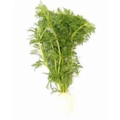 DENNERLE Wasserpflanzen-Set "60L Mix Start" -Haustier Lieferungen Verkauf 4303931962ce04512aca6ac17088c092dfe110b7 1322326 de DE dennerle wasserpflanzen set wb