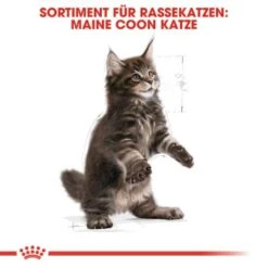 ROYAL CANIN Maine Coon Kitten 4 Kg 13 ROYAL CANIN Maine Coon Kitten 4 Kg -Haustier Lieferungen Verkauf 5363adbcd5720069c9dee834c28d247ed6c58d7d 78d41fa69f58c3708158103686f8d71d73464eed