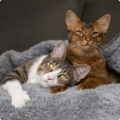 SELECT GOLD Pure Adult Rind 2,5 Kg 11 SELECT GOLD Pure Adult Rind 2,5 Kg -Haustier Lieferungen Verkauf 536de371626fbac7381fe51ce63607aedfae0cd8 1099803 de DE 4 Select Gold Cat 3