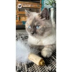 Kater Kasimir Deluxe Set Mit 9 Beliebten Katzenspielzeugen Aus Naturmaterial Und Handgemachtem CATMOM Armband -Haustier Lieferungen Verkauf 53dfde9e2fe82dcabccac0c3ca73172551111df6 1408141 de DE 911e17a5e45692f3789ac8bc9aee946048898d74cBDD0E