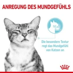 ROYAL CANIN SENSORY Feel In Gelee Für Wählerische Katzen 12x85g -Haustier Lieferungen Verkauf 590127f8e1b52f0756894eced70d3b3549a39521 4ac93b4f7ac0e7f93318f085864f31129c728871