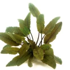 DENNERLE Wasserpflanzen-Set "100 L Basic" 18 DENNERLE Wasserpflanzen-Set "100 L Basic" -Haustier Lieferungen Verkauf 5f8ab397ab78cdf01bac543e3a0584e79d144242 adccc97b485ac5591bbc31e1ef9b3b56dd11b826