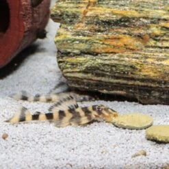 JBL PRONOVO PLECO WAFER Futtertabletten Für Herbivore Saugwelse XL 250 Ml -Haustier Lieferungen Verkauf 5fd8c48424dcd934ce8dd9fe90508ea34faae60c 1388874 de DE jbl pronovo pleaco wafer 4