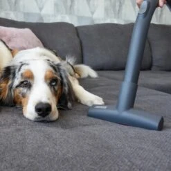 THOMAS Perfect Air Animal Pure -Haustier Lieferungen Verkauf 603137fb8b3080096fe34bb0ce0b35713a0081ec 1406731 de DE 61ffd08a4c243aaa506c87a5b11107f7ffeaf308tEO6cw