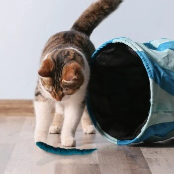 Kater Kasimir 3 Handgerollte Filzwürmchen Aus Schurwolle + 1 Mini-Flasche Katzenminze-Spray 5 Kater Kasimir 3 Handgerollte Filzwürmchen Aus Schurwolle + 1 Mini-Flasche Katzenminze-Spray – Bild 3