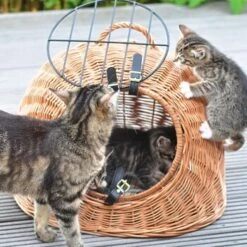 Aumüller Rattanhöhle Gesottene Weide -Haustier Lieferungen Verkauf 644da56b8da52f185185b101fb3460690748ee17 ed38553d0e52453b951e62f08b371eb8a64cf3ed