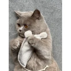 Kater Kasimir Premium Paket Mit 7 Beliebten Katzenspielzeugen Aus Naturmaterial -Haustier Lieferungen Verkauf 69d850d83d44dd51ee163b4ce9871d685e5144a3 1408152 de DE 5e0e2fa341f3b7f13618444c260f3bc5df86140eIfTKHQ