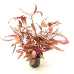 DENNERLE Wasserpflanzen-Set "80L Basic" 15 DENNERLE Wasserpflanzen-Set "80L Basic" -Haustier Lieferungen Verkauf 6f32c3ba5de2a4eff639a59a15ef39e8e5734122 c3168249d9dc0300f1cfe6f547efd345c1f9bea0