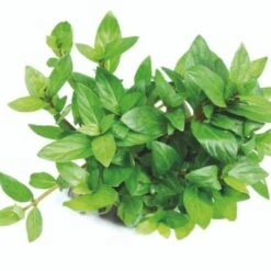 DENNERLE Wasserpflanzen-Set "80L Basic" 22 DENNERLE Wasserpflanzen-Set "80L Basic" -Haustier Lieferungen Verkauf 70ce3194c36dbb8a1e2fe759e4722da9ca8e8db9 08eb4efe7c1d062e7c72bfa0b2a0a407d552abb3