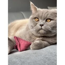 Kater Kasimir Premium Paket Mit 7 Beliebten Katzenspielzeugen Aus Naturmaterial -Haustier Lieferungen Verkauf 7398c5d354446c89d9e29da9199a4c8c2c0930de 1408152 de DE e825a45505bd9cfc297750dea338591ac5c30fc4IgBBHQ