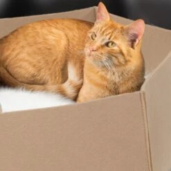 Canadian Cat Company Filzlounge AVA Beige M -Haustier Lieferungen Verkauf 7ba98935d491c8b2eebde8b45b44b5579e11436b 1360999 de DE 54fbbf1eb9753052e253ccd1148556ea0b8ca2627HAhZx