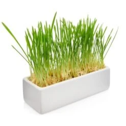 Canadian Cat Company Futterbar Cat Diner 14 Canadian Cat Company Futterbar Cat Diner -Haustier Lieferungen Verkauf 826fd086574d64d46c2802167da1bfdae7b147ec 1345694 de DE b3d7c26a7588f99653da66172f4236f4bcef6045zlgKlp