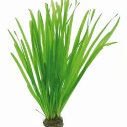 DENNERLE Wasserpflanzen-Set "60L Mix Start" -Haustier Lieferungen Verkauf 84c3b1917db91014561d84fe16bde173448b1fcb f8adf399d8ab492042e2921ae3a8dc10e3072e2c