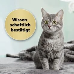 Felisept Home Comfort Set Diffusor + Flakon 45ml 9 Felisept Home Comfort Set Diffusor + Flakon 45ml -Haustier Lieferungen Verkauf 9c015fbf97e9da0b9557db7ed4b82ab2943cb9e3 1667495 3