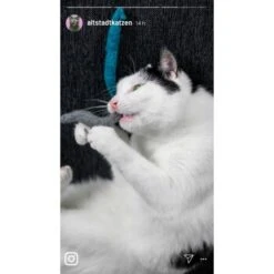 Kater Kasimir 3 Handgerollte Filzwürmchen Aus Schurwolle + 1 Mini-Flasche Katzenminze-Spray 11 Kater Kasimir 3 Handgerollte Filzwürmchen Aus Schurwolle + 1 Mini-Flasche Katzenminze-Spray -Haustier Lieferungen Verkauf 9f7ff512709dd50e91c430c3ac3ef7ee598f1a2a 1409266 de DE 1fc0cc3c919dcaaf28a0e442859a52c0a2aaef43Mb7rqZ