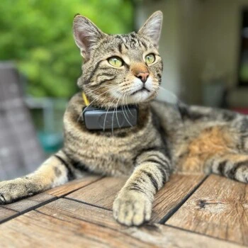Fressnapf GPS-Tracker Für Katzen 4 Fressnapf GPS-Tracker Für Katzen – Bild 2