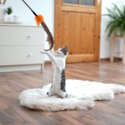 Schlitzohr Federwedel Birdy 3er Pack 14 Schlitzohr Federwedel Birdy 3er Pack -Haustier Lieferungen Verkauf ad71433917b4c75207a76b8cde2a63e28ac6a3f4 1659562 de DE 3439e97a8a6ef7574f0506829a0694961b8792bfHS2VqL