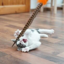 Schlitzohr Federwedel Birdy 3er Pack 17 Schlitzohr Federwedel Birdy 3er Pack -Haustier Lieferungen Verkauf b2468018bd2b888c11ee64154d86732de60c7830 1659562 de DE 7d36675a42a956412d003b03e1f072b0ae0379063UsHBd