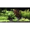 DENNERLE Wasserpflanzen-Set "80L Basic" -Haustier Lieferungen Verkauf b470b6d90bc344ef10167c2ac50bac10594de69b 89fe3ec05d874577f20712fccc2b3c4e916b6f1c
