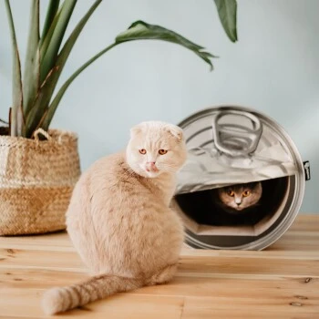 District 70 CAN Cardboard 7 District 70 CAN Cardboard – Bild 5