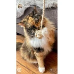 Kater Kasimir Deluxe Set Mit 9 Beliebten Katzenspielzeugen Aus Naturmaterial Und Handgemachtem CATMOM Armband -Haustier Lieferungen Verkauf b933584b7dcd56603dddd340f05442bfffc43e18 1408141 de DE 8e1afbeea10c4c53b2e3c89a347993a00031803ayqowzr