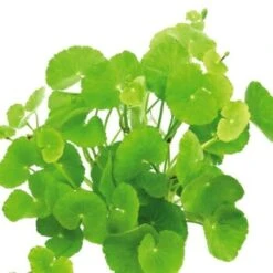 DENNERLE Wasserpflanzen-Set "80L Basic" 21 DENNERLE Wasserpflanzen-Set "80L Basic" -Haustier Lieferungen Verkauf b96734439a3451dc6c2cb32f21aa6c0919bdf854 4baf07c6c4f46c95d8d87f5e194c9591a2075d3e