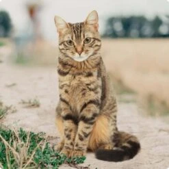 REAL NATURE Adult Mixpaket Wurst 12x70g -Haustier Lieferungen Verkauf bc56b458619aa86240780c2f64ff928db9b8da6b 1246887 de DE Real Nature Original Cat Bild