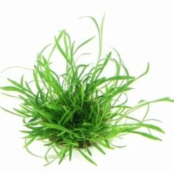 DENNERLE Wasserpflanzen-Set "100 L Basic" 21 DENNERLE Wasserpflanzen-Set "100 L Basic" -Haustier Lieferungen Verkauf c0290522f98f09ba738a631493a2868ae2d06c9f 50345e948b073844d5159c5a2db2c79c3a18b5a2