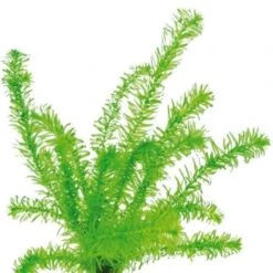 DENNERLE Wasserpflanzen-Set "60L Mix Basic" -Haustier Lieferungen Verkauf c611cfc3304c6dea406ebfb3d40eca1e3df079b4 e0acd0f6f0c0f4434f3244304818a6e05936a422