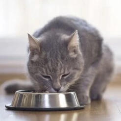 Beaphar Nierendiät 16x100g Taurin -Haustier Lieferungen Verkauf c8ad53123d72effc89c2ae025e79641301e53f5e 89f1c3670cc0f79e4e6f030d0f9496acd74a2918