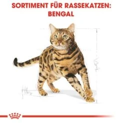 ROYAL CANIN Bengal Adult 10 Kg 14 ROYAL CANIN Bengal Adult 10 Kg -Haustier Lieferungen Verkauf cb3c9b745b0cf6e86ca2308b544461de43105143 e7122eb5a9e8a316aad32423edb5418ecd6d24cd