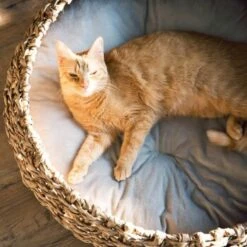 District 70 COCOON Natural M -Haustier Lieferungen Verkauf d1bca9000c27271741682ed9d9947040fa216679 010fccd4edaf289528235b12a94f95e756b71b5e