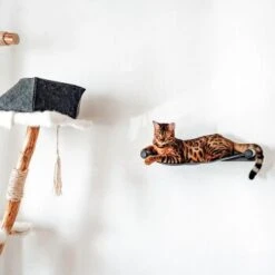 Canadian Cat Company Filz-Hängematte Für Die Wand -Haustier Lieferungen Verkauf d6982ed9d12e9d0cbfd4107464642cbf75290f16 1360996 de DE d8ac4e7927d3348063cd4288852ccba5cd28bc01nV0N95