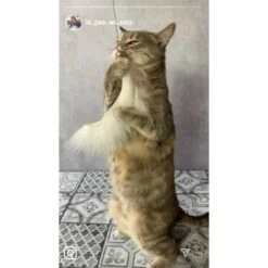 Kater Kasimir Premium Katzenangel Mit 4 Handgemachten Anhängern Aus Naturmaterial -Haustier Lieferungen Verkauf f5a0947d639de966c4125c979f26b15c23b5fa95 1408150 de DE aa9d1c169f7ec9191367c416c4b64e9770f966aeO7Adip