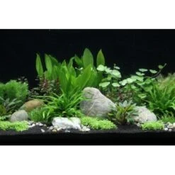 DENNERLE Wasserpflanzen-Set "100 L Basic"