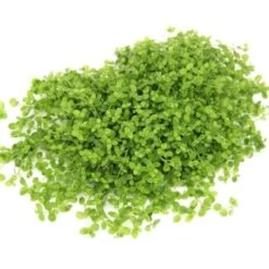 DENNERLE Wasserpflanzen-Set "60L Mix Start" -Haustier Lieferungen Verkauf f945cd38baa26d07e4a4bfe2fd490c7596df5c5a 6f3e41cf095da92de633d7ca3f509b710f9aeee4