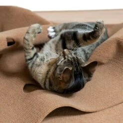 Canadian Cat Company Spielteppich Für Katzen Braun -Haustier Lieferungen Verkauf feeb1471a0788eb13995861dfe89bb445b21d4b8 1394213 de DE 4a32360e22e339a18cf0f9a52c488f1077251d777uzNQw